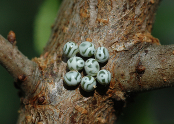 Kupferglucke (Gastropacha quercifolia ) - © Leo Kuzmits